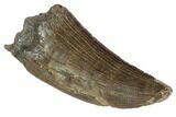 Serrated, Tyrannosaur (Nanotyrannus) Tooth - Montana #87925-1